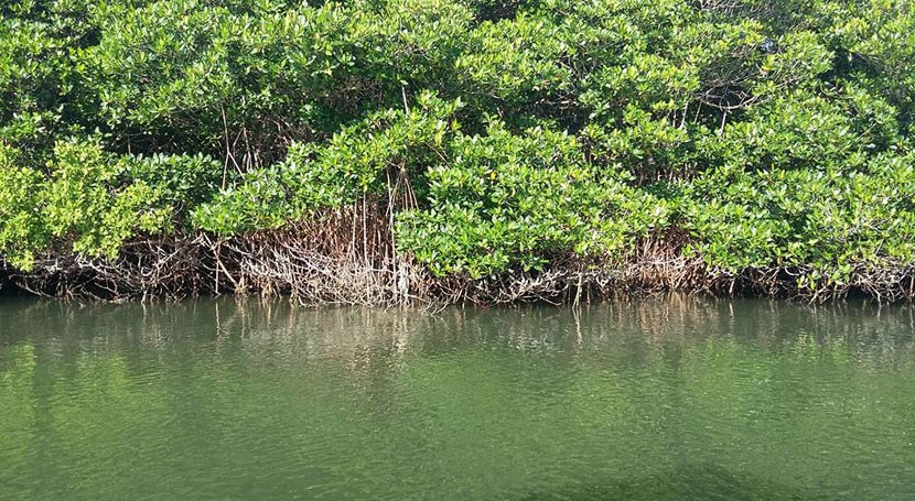 manglar