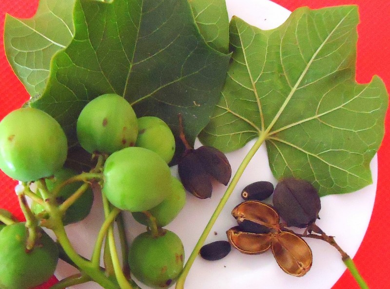 Jatropha curcas Jatrofa 2a