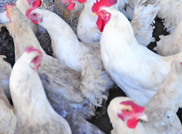 La influenza portada