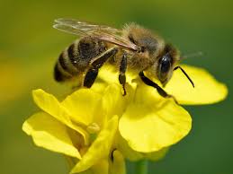 abeja 3