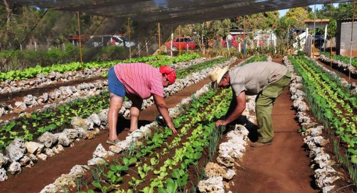 agricultura urbana cultivos