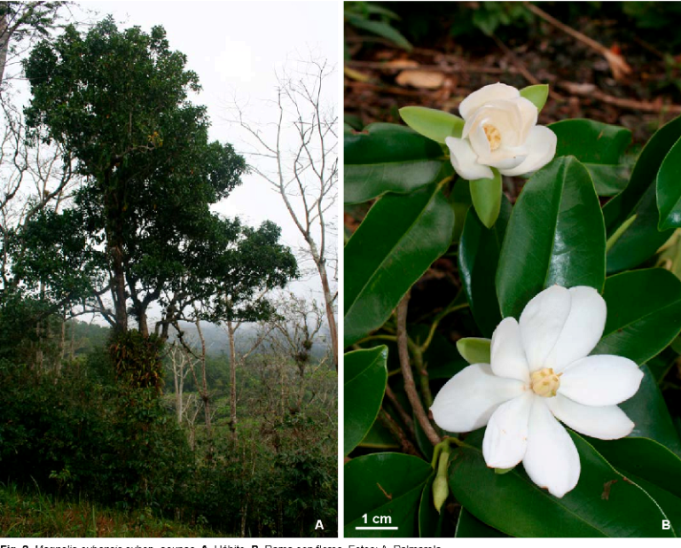 magnolia cubensis2