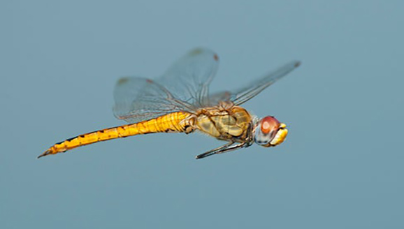 libelula