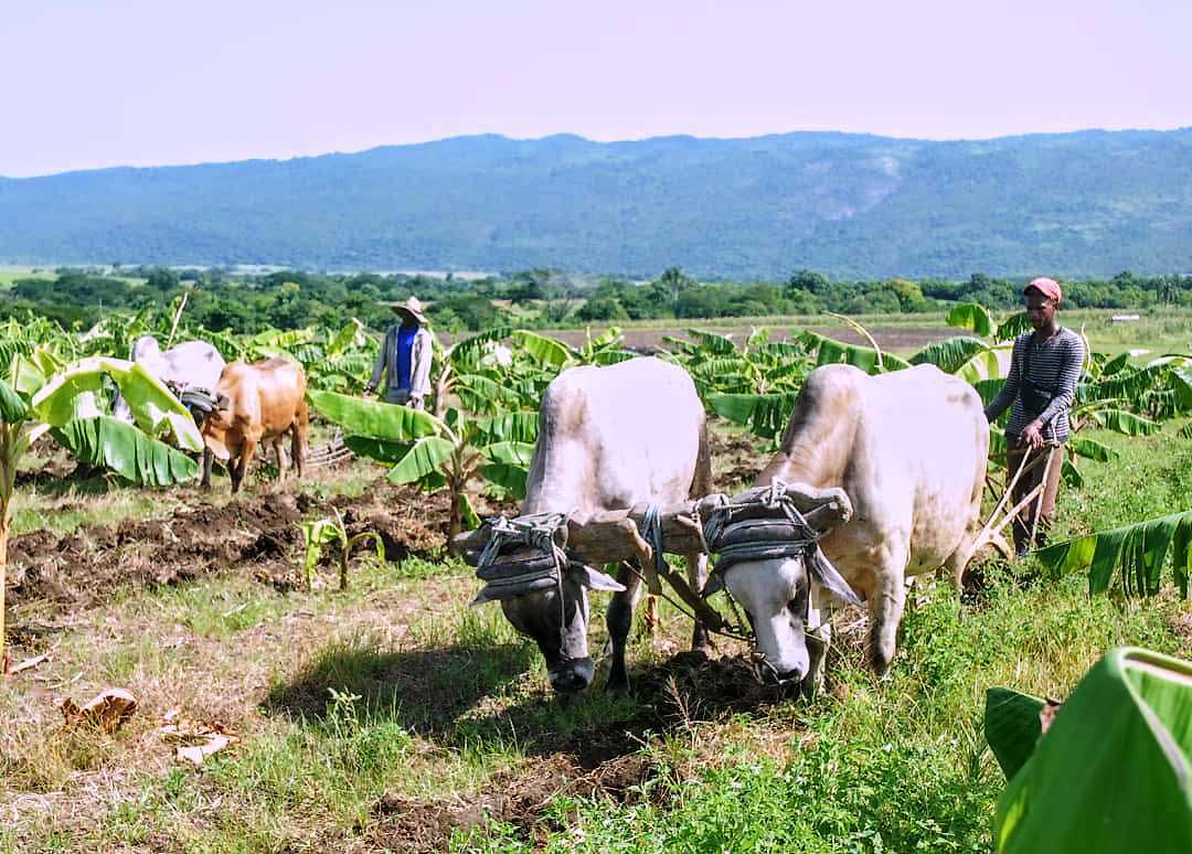 productor platanos el salvador 1