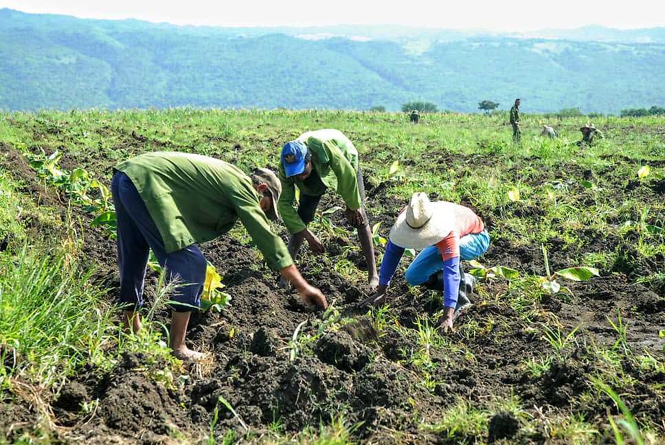productor platanos el salvador 3