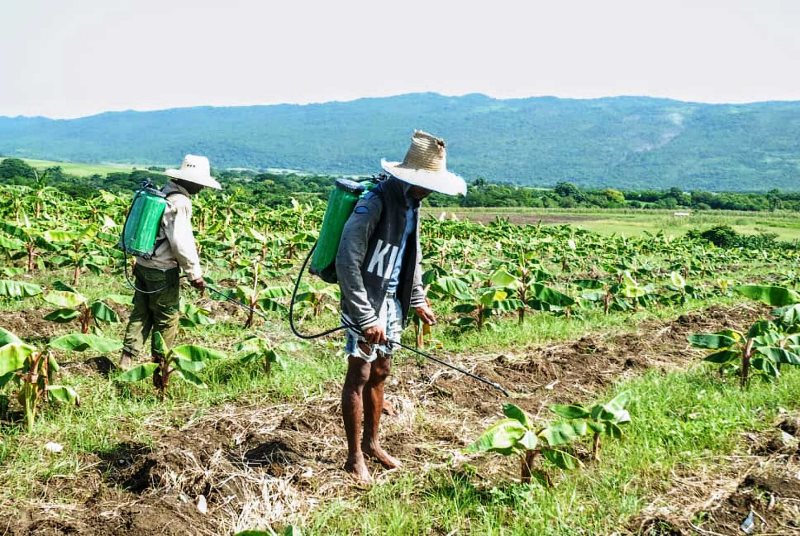 productor platanos el salvador 4