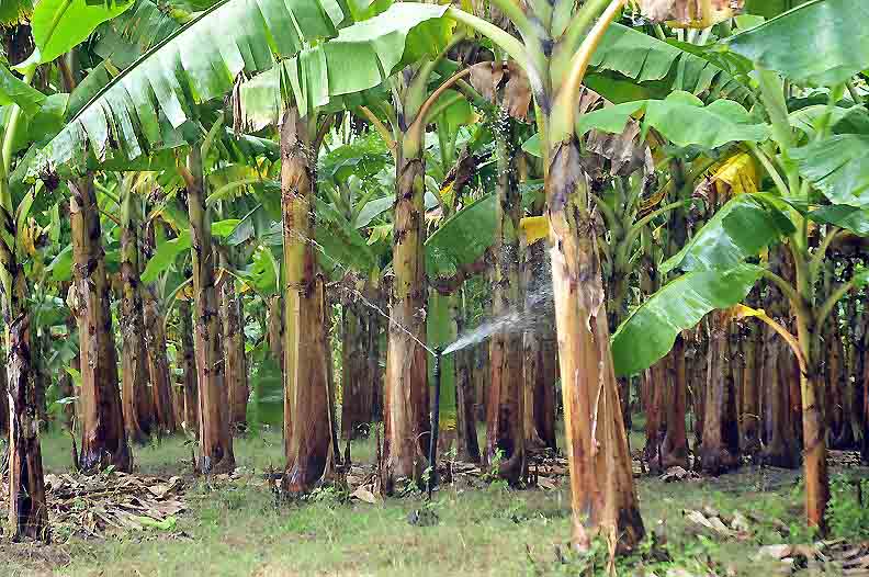 agricultura ecologia 4