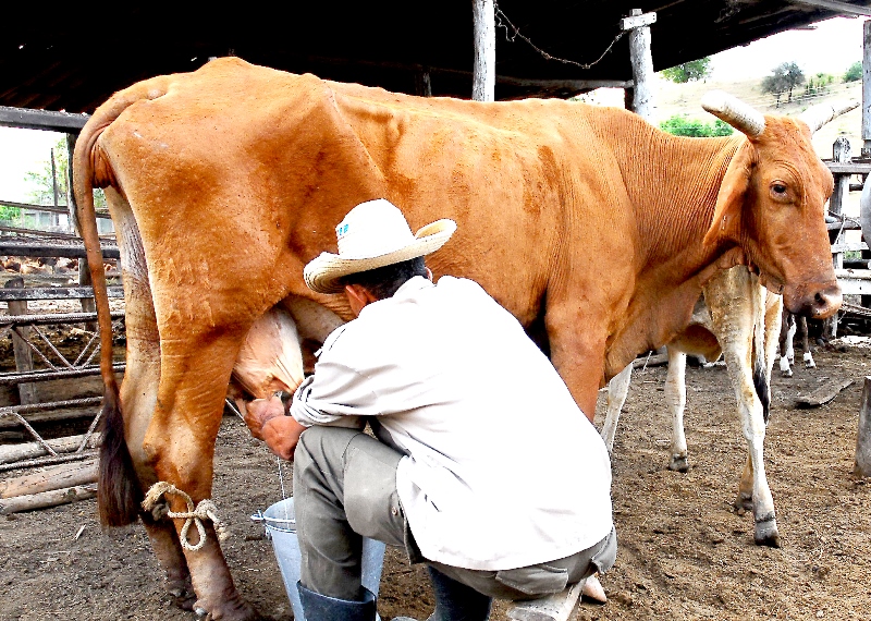 leche ok