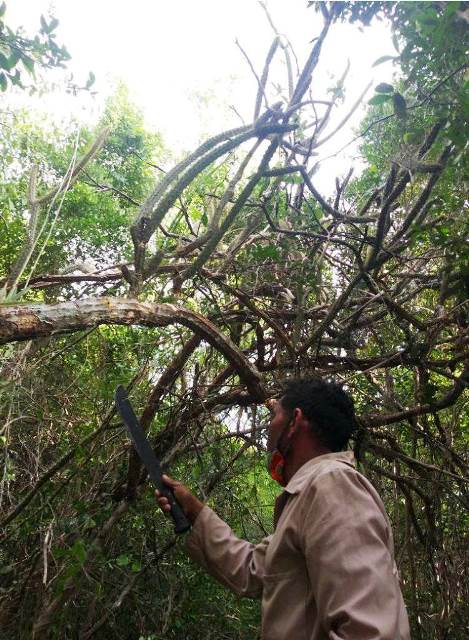 Foto1 viviero maiís caleta