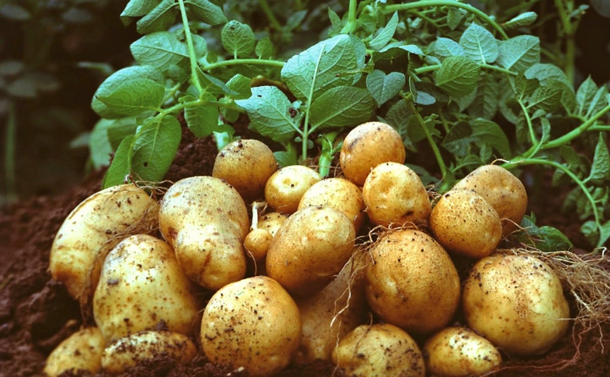 la agricultura orgánica debería incluir la papa genéticamente modificada con resistente al tizón 1200