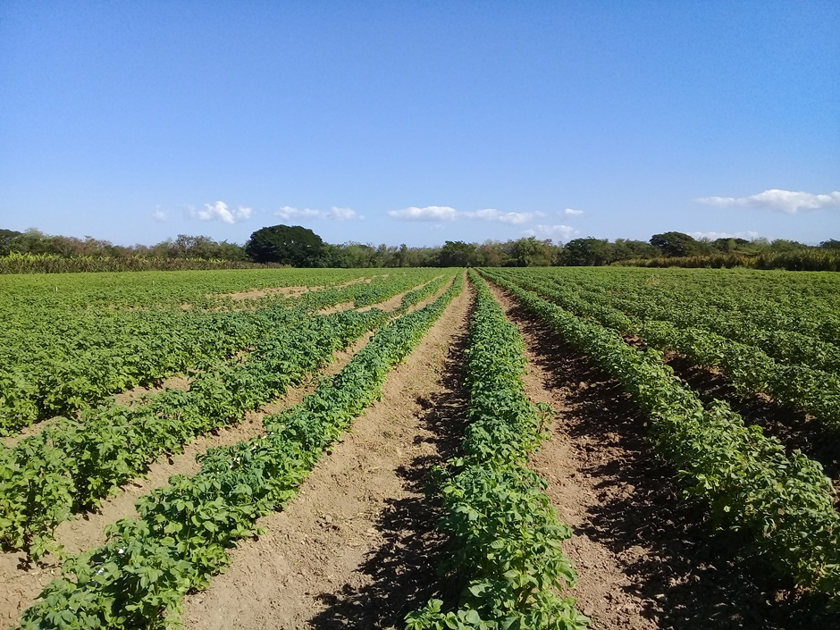 7 agricultura Gauantánamo