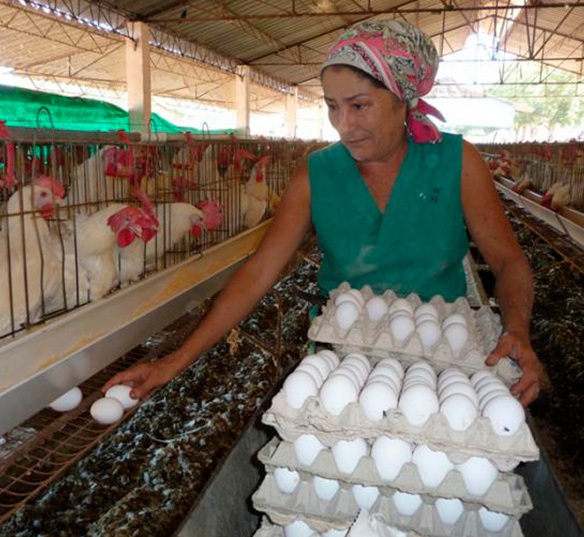 Huevos. Foto Gerrillero