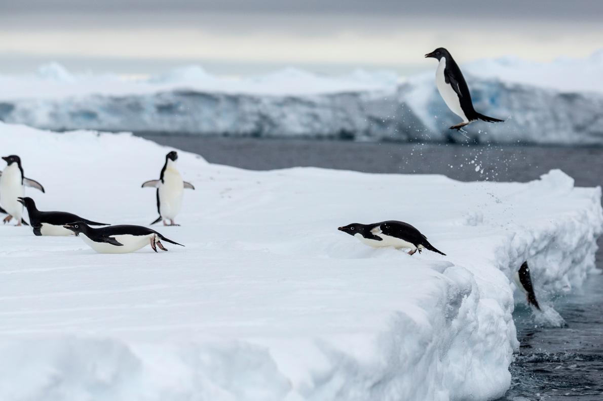 Pingüinos Antártida 1