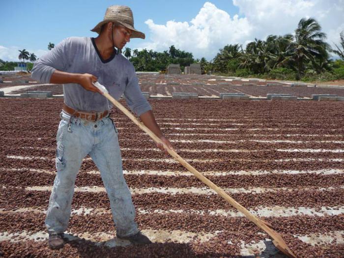 produccion cacao 3024288