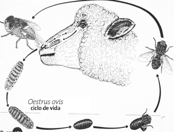 Mosca oestrus ovis 1