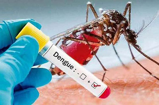 dengue mosquito Cuba