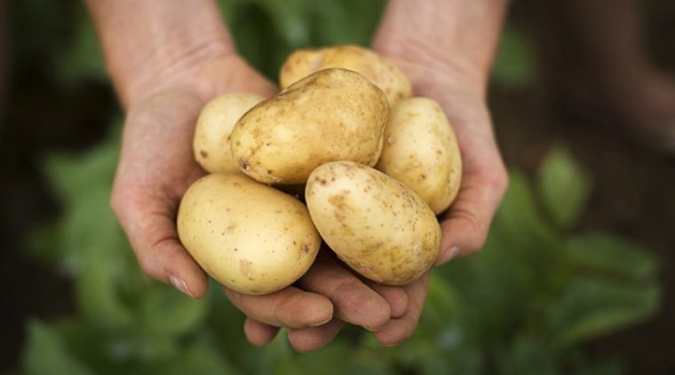 papa cultivo web 760x423 c default