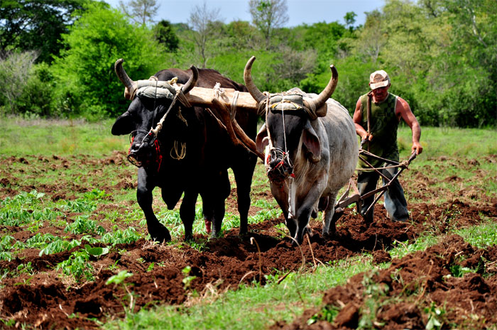 vcr 0001 maestros que producen la tierra