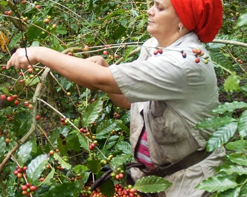 Copia Yateras prevé crecer ligeramente en la presente zafra