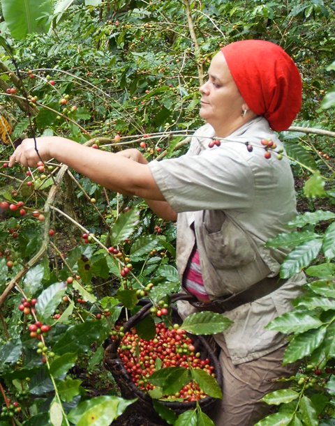 Yateras prevé crecer ligeramente en la presente zafra