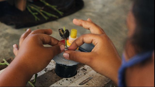 tubeta cacaco Baracoa