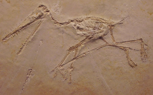dino 3