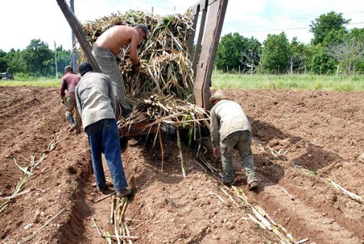 siembra de caña Guantánamo