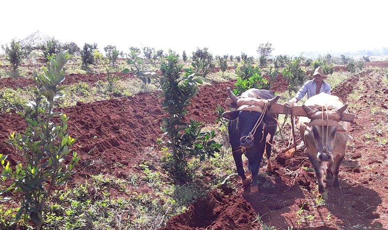 naranjales Yateras 2020 1