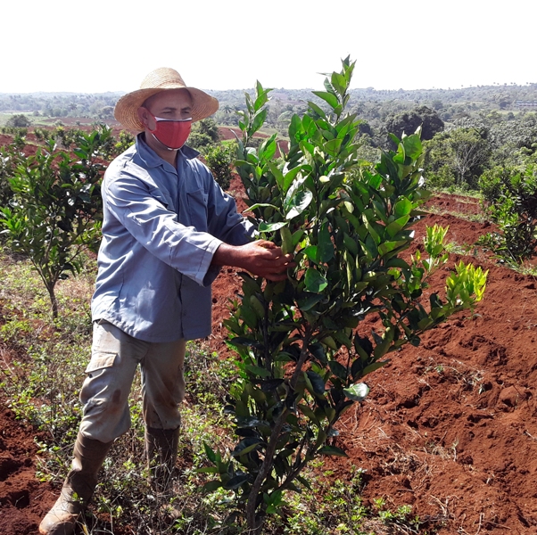 naranjales Yateras 2020 2