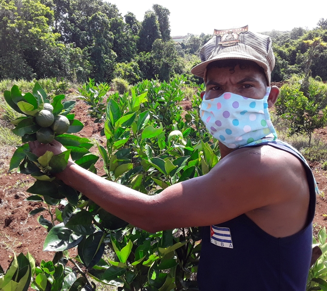 naranjales Yateras 2020 3