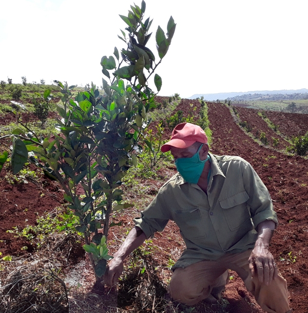 naranjales Yateras 2020 4