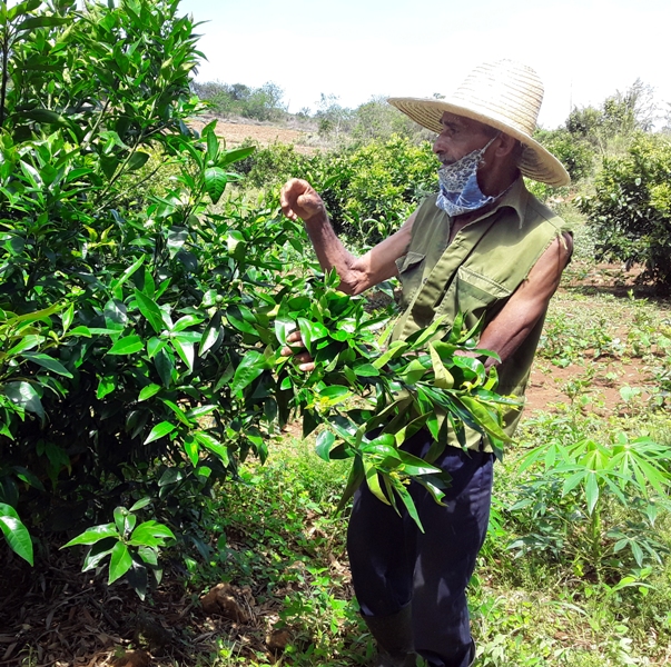 naranjales Yateras 2020 5