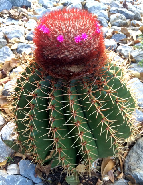 Cactus Melón de costa