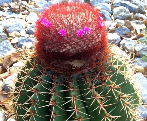 Cactus Melón de costa portada