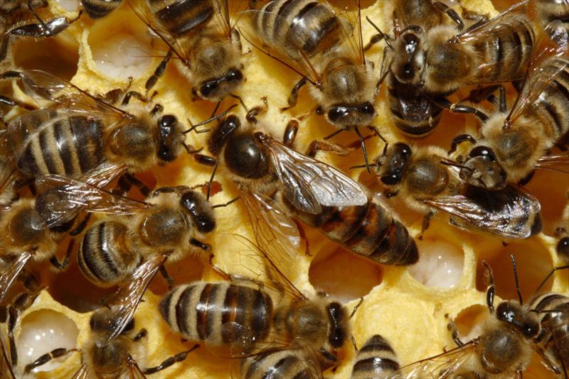 abejas reinas produccion