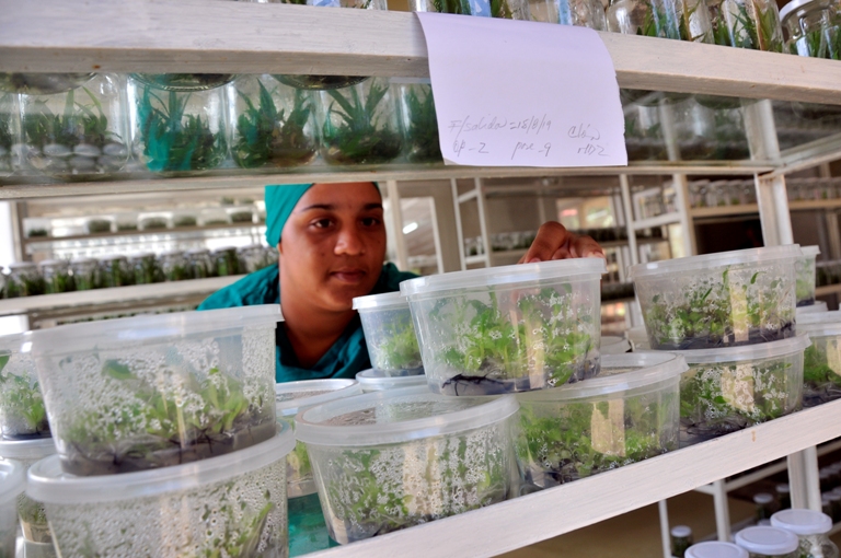 agricultura posturas