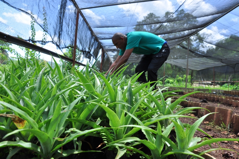 agricultura posturas2