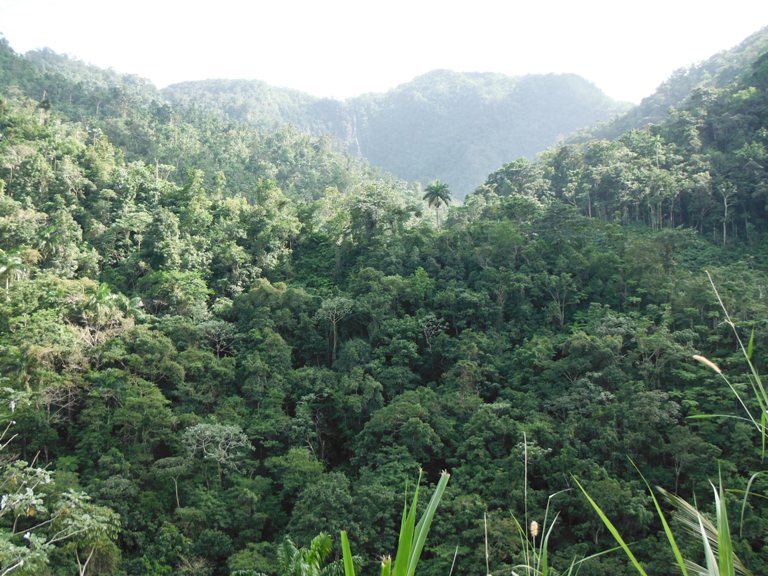 boscosidad guantanamo