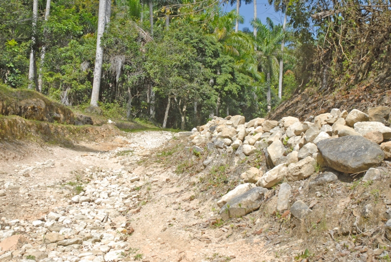 camino el aguacate