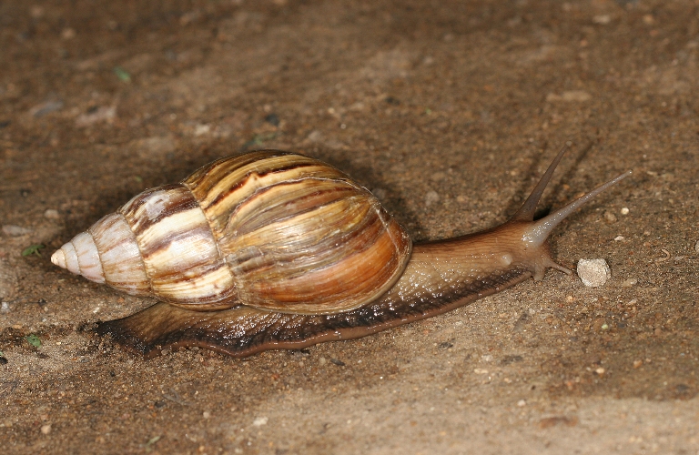 caracol africano4