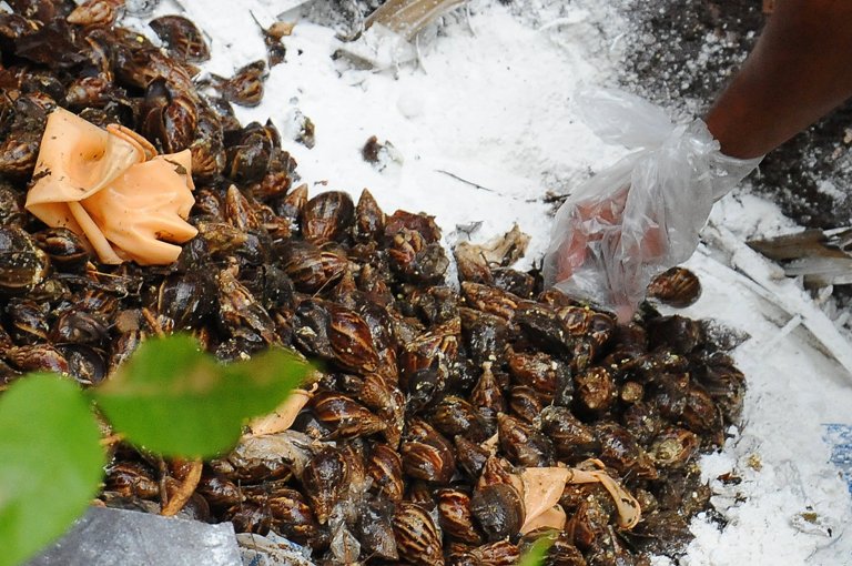 caracol africano combate