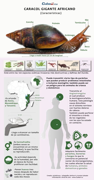 caracol africano infografia