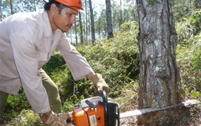 empresa-forestal-Baracoa
