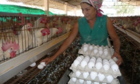 granja de huevos de Yateritas