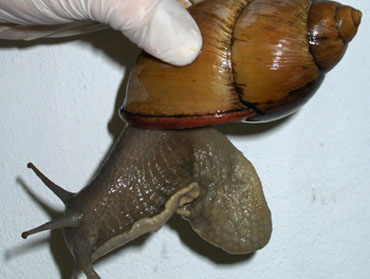 home1 caracol africano