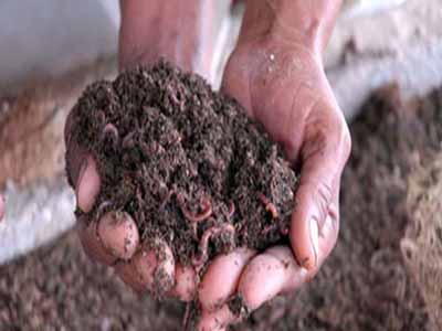 materia organica suelos