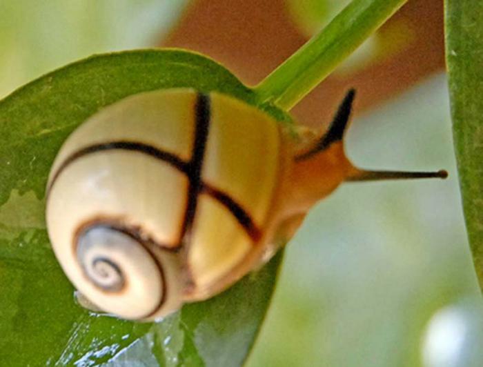 polimita