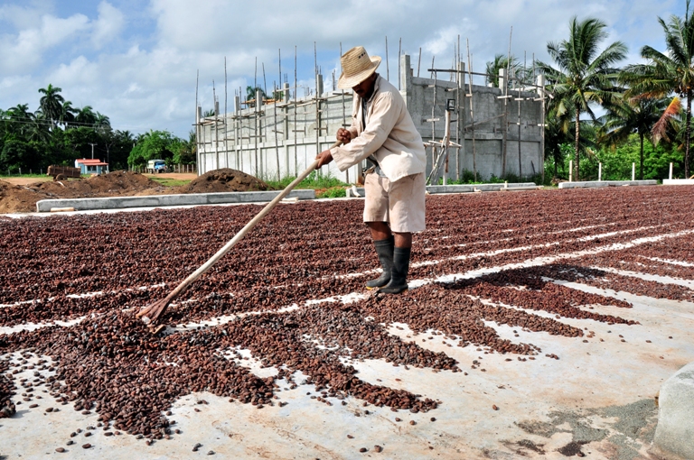 secadero de cacao