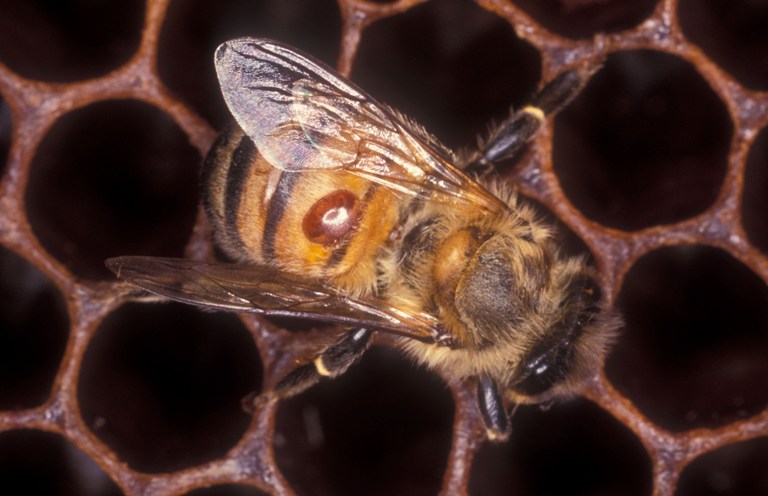 varroasis abeja3