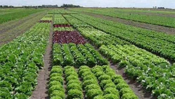 Agricultura Cuba 500 580x330